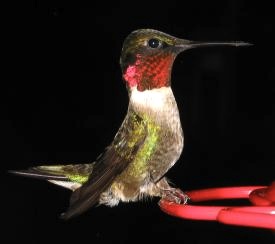 Ruby-throated Hummingbird