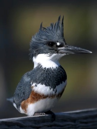 North Carolina Bird Chart