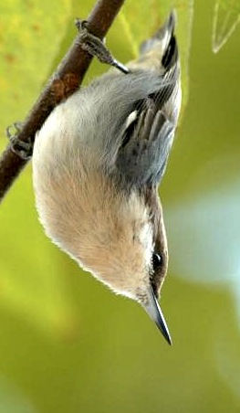 Brown Nuthatch