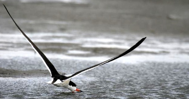 Black Skimmer