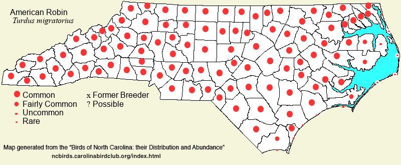 Turdus migratorius