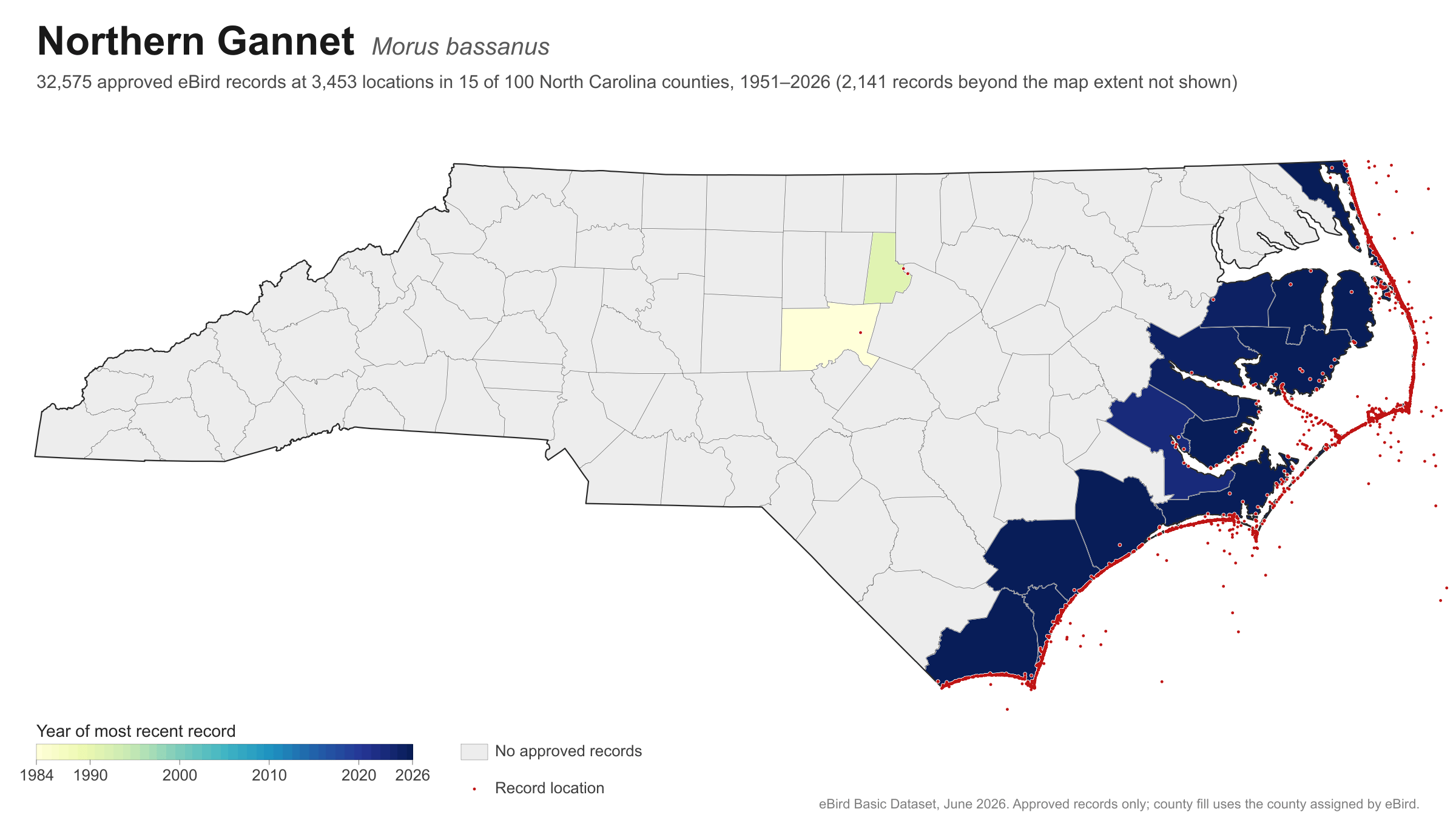 Morus bassanus