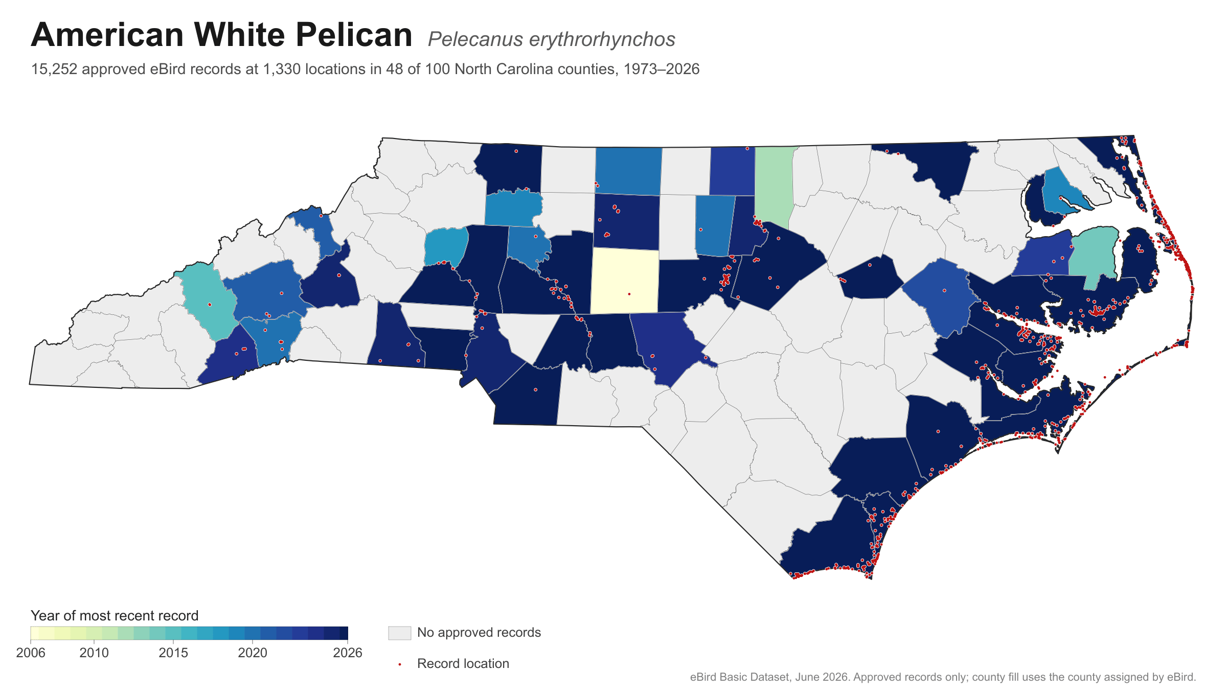 Pelecanus erythrorhynchos