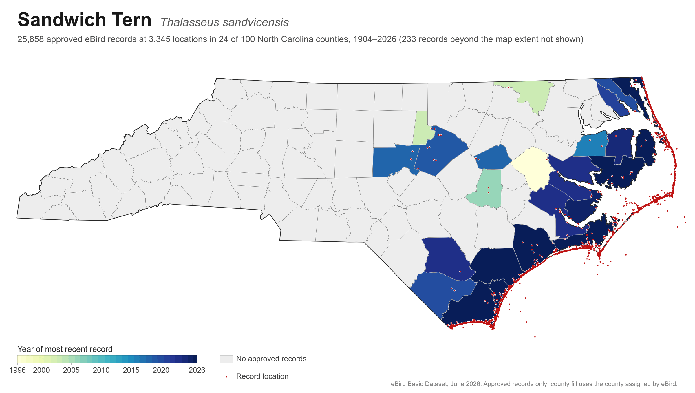 Thalasseus sandvicensis