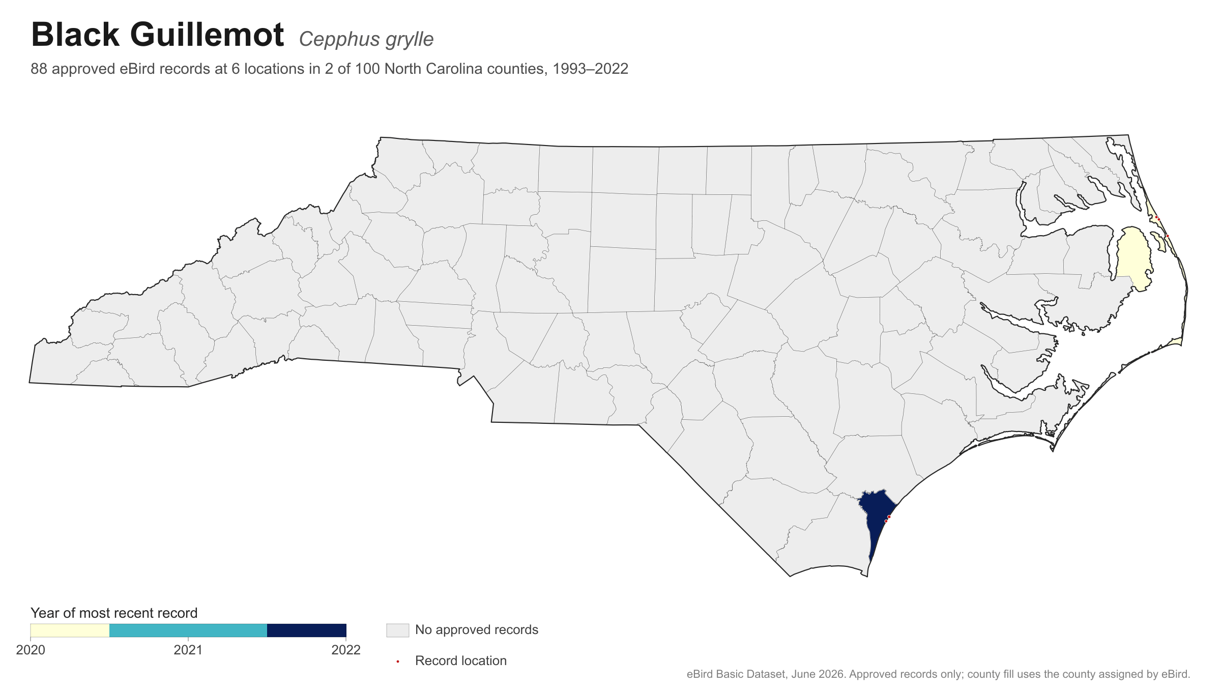 Cepphus grylle
